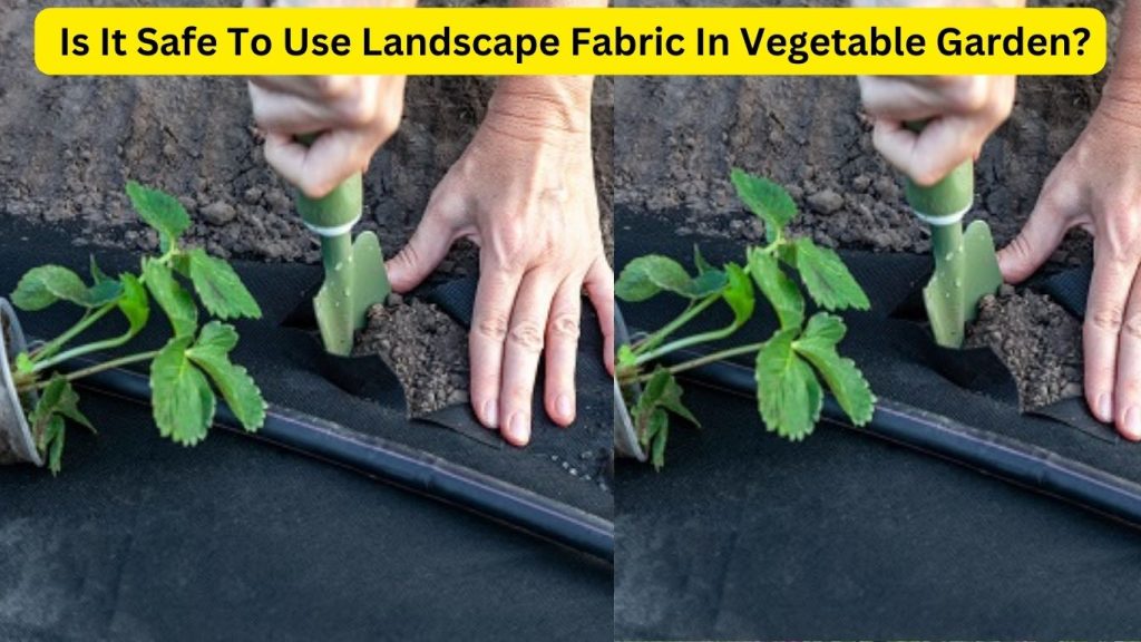 Is It Safe To Use Landscape Fabric In Vegetable Garden
